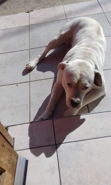 MAN'S BEST FRIEND